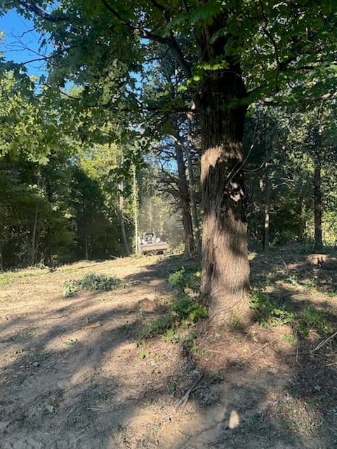 Transform Your Space with Precision Land Clearing